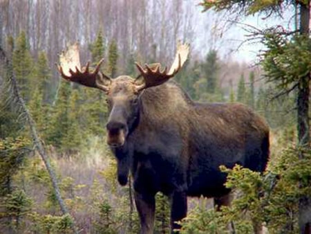 Moose